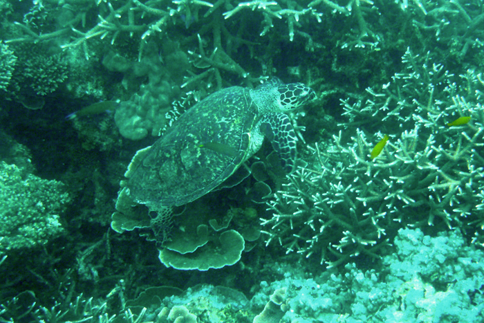 Corals at Renggis