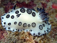 White nudibrach, not very commonly seen