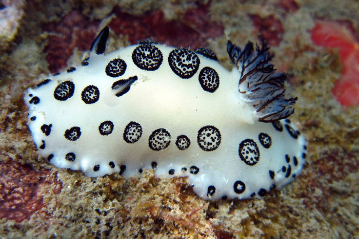 White nudibrach, not very commonly seen
