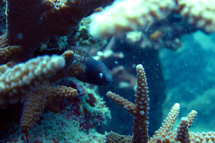 Corals at Labas island