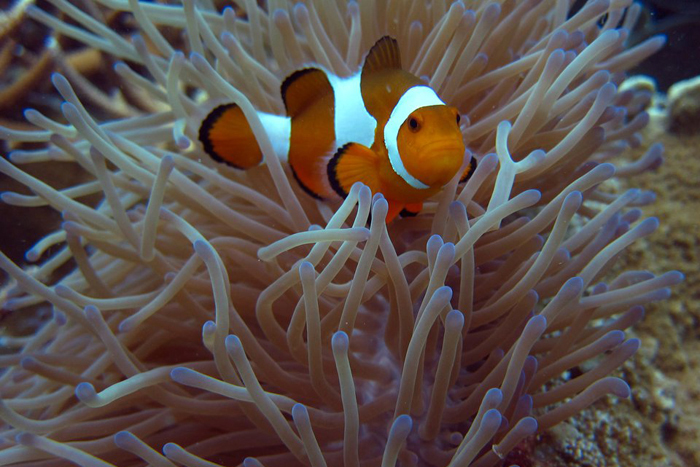 Beautiful clownfish in the safety of sea anemones