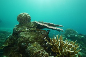 Amazing coral life, here is a 'brain' coral