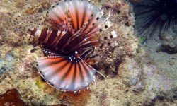 Venomous lion fish