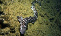Tiny nurse shark