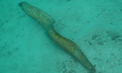 Variety of eel at Tomok