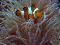 Beautiful clownfish in the safety of sea anemones