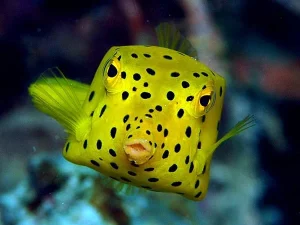 box fish
